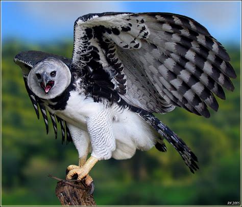 Harpy Eagle Pictures and Wallpapers - Pets Cute and Docile
