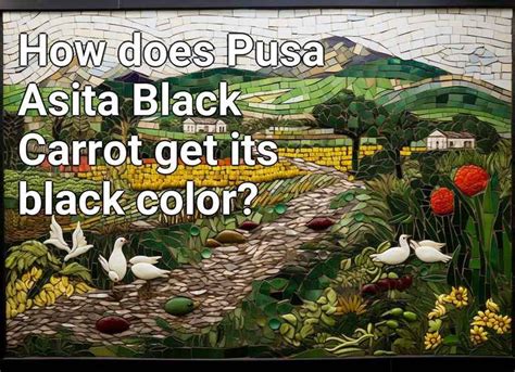 How does Pusa Asita Black Carrot get its black color? – Agriculture.Gov ...