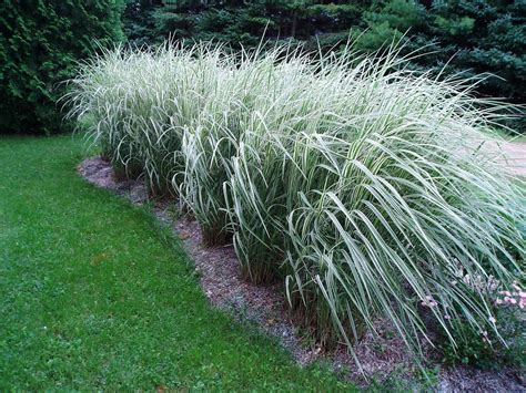 Variegated Miscanthus sinensis: Ornamental Grass for Your Garden