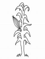 Coloring Pages  Indian Corn sketch template
