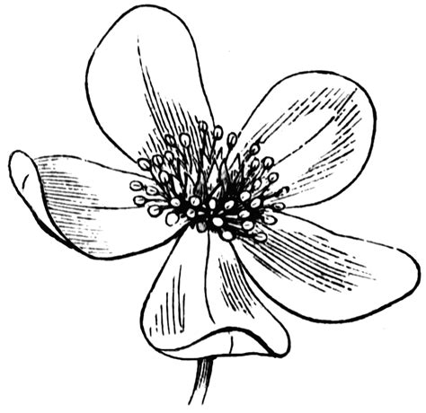 Free Line Drawing Of A Flower, Download Free Line Drawing Of A Flower png images, Free ClipArts ...