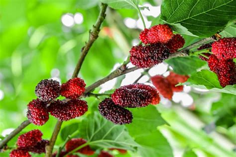 11 Interesting Facts Mulberry Tree - Facts.net