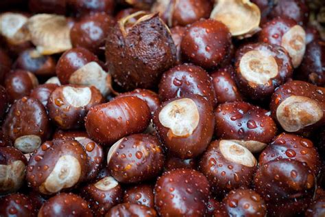 Can You Freeze Water Chestnuts? – Freezing Guide - Foods Guy