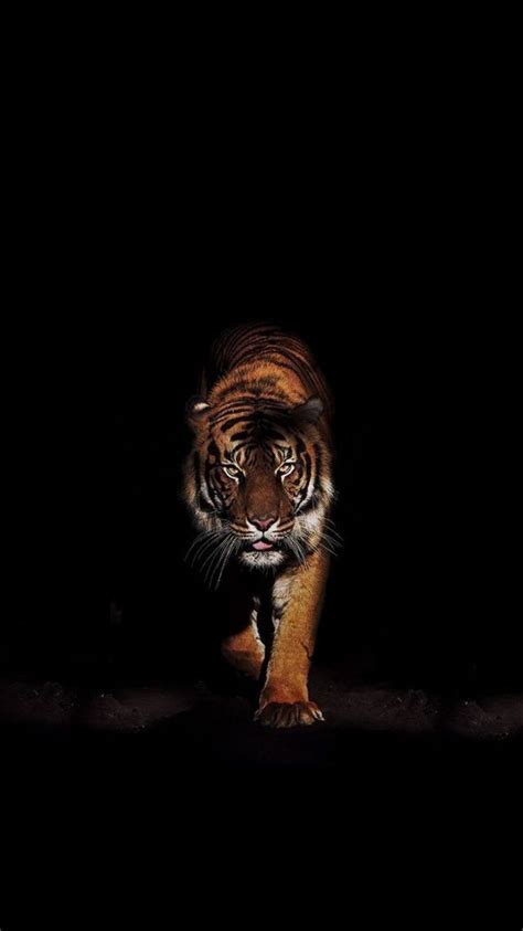 Space Tiger Wallpapers - Wallpaper Cave