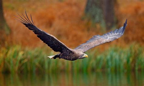 Eagle Symbolism & Meaning (+Totem, Spirit & Omens) | World Birds