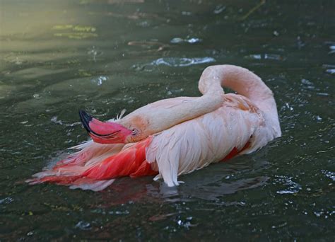 Pictures and information on Greater Flamingo