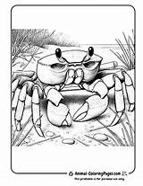 23 Crab Coloring Pages  Free Printable 🦀 Animal sketch template