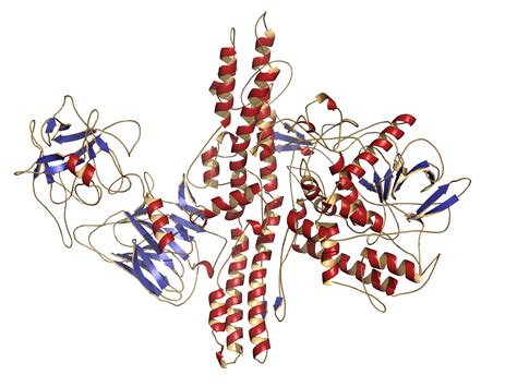 Botulinum Toxin Studied as Therapy for Scleroderma-Associated Raynaud's Syndrome