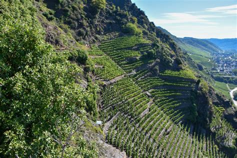 Mosel Valley: Hiking through the hillside vineyards of Germany's celebrated wine region