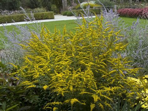 Growing Goldenrod – How to Grow and Care for Solidago Plants | Garden ...