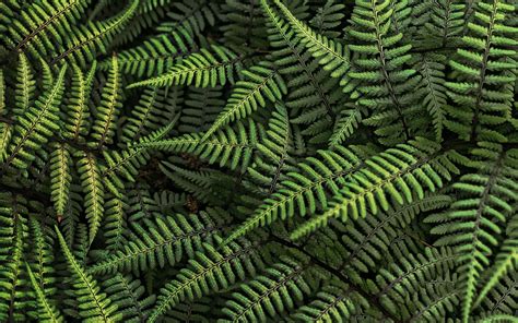 nature, Ferns, Leaves Wallpapers HD / Desktop and Mobile Backgrounds