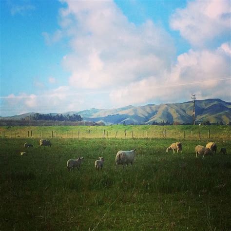 Lambs! Spring! | Natural landmarks, Landmarks, Nature