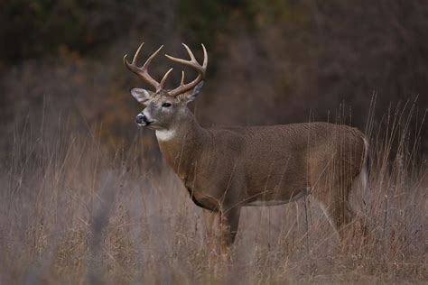 White-Tailed Deer Facts (Odocoileus virginianus)