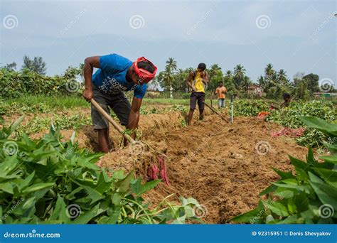 Indian Peasants are Harvesting Sweet Potatoes. India, Karnataka, Gokarna, Spring 2017 Editorial ...