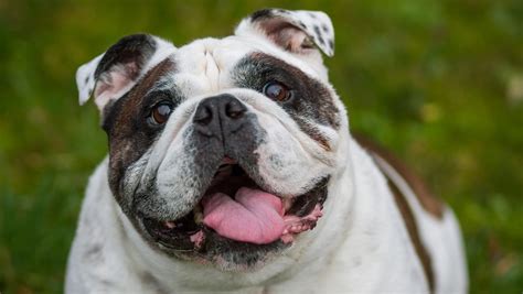 4 Reasons Why Your Overweight Dog Isn’t Losing Weight