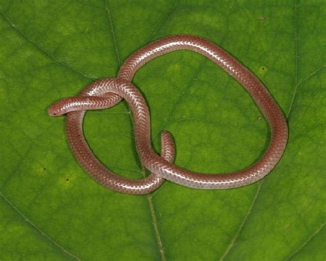 Texas Blind Snake Facts and Pictures | Reptile Fact