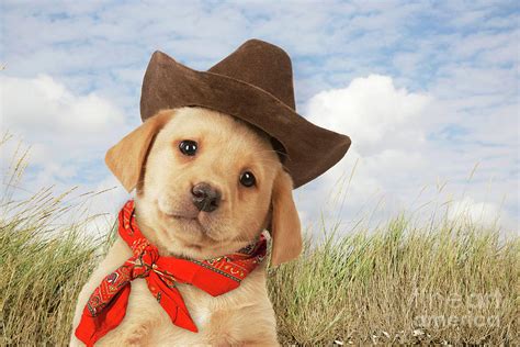 Labrador puppy wearing a cowboy hat Photograph by John Daniels - Pixels