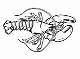 Maine Lobster coloring Page  Download Print Or Color Online For Free sketch template