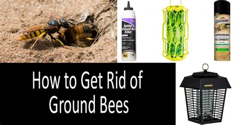 How to Get Rid of Ground Bees | Best Ground Bees Dusts, Sprays & Traps