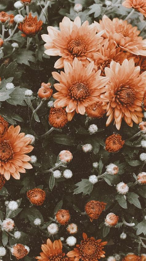 Vintage Flower Aesthetic Wallpapers - Wallpaper Cave