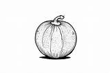 Cantaloupe Coloring Page For Adults Graphic By Forhadx5 · Creative Fabrica sketch template