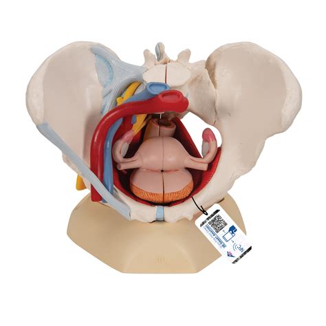 Science Education ZLF Scientific Human Anatomy Human Pelvis Model Female Pelvis with Pelvic ...