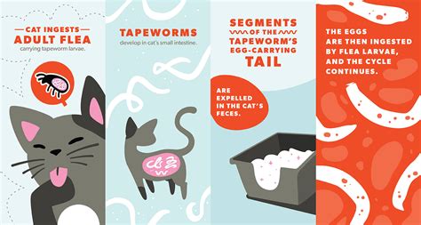 Tapeworms in Cats: Causes, Symptoms and Treatment