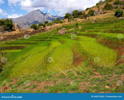 The Terraced Rice Fields In Ambalavao, Andringitra National Park ...