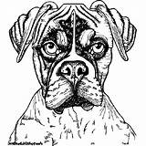 Boxer Dog Coloring Page · Creative Fabrica sketch template