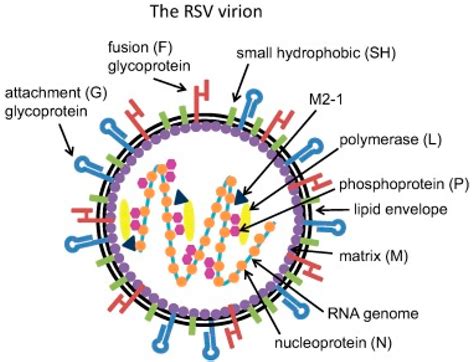 Microorganisms | Free Full-Text | Role of Respiratory Syncytial Virus in Pediatric Pneumonia