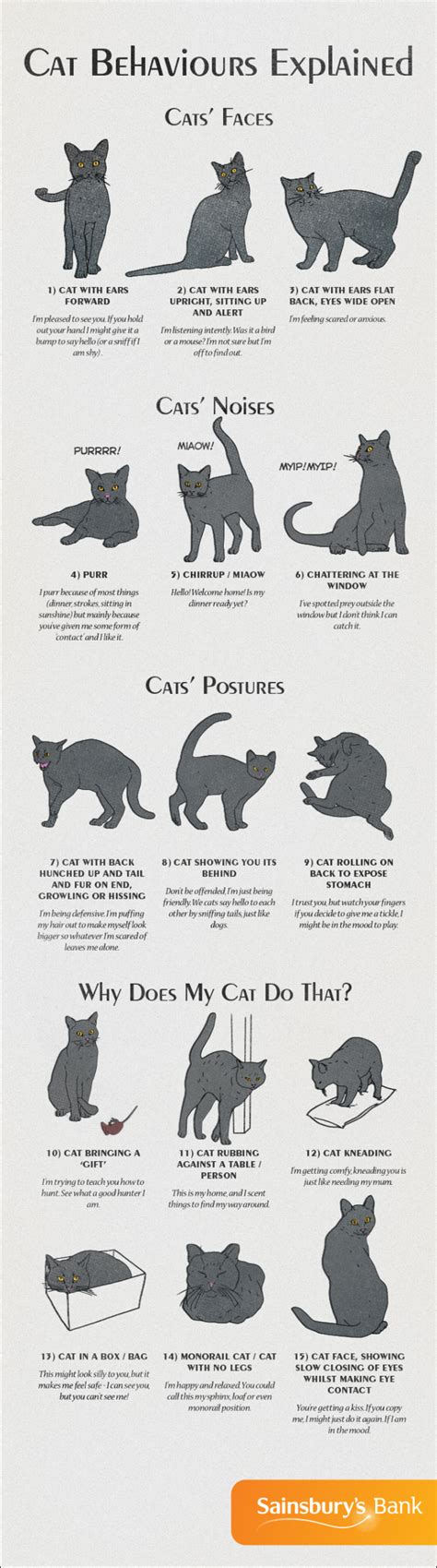 Cat Behaviors Explained – The Aspiring Writer