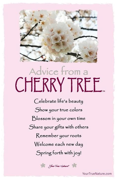 aDViCe FRoM a CHeRRy TRee Advice Quotes, Life Advice, Good Advice ...