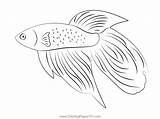 Betta Splendens Coloring Page For Kids  Free Fishes Printable sketch template