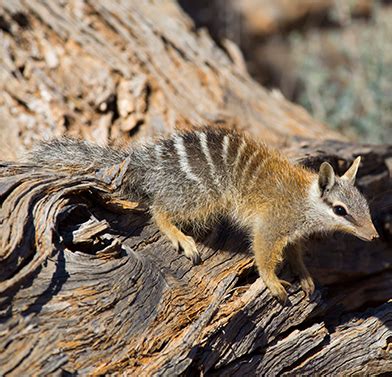 Numbat - AWC - Australian Wildlife Conservancy