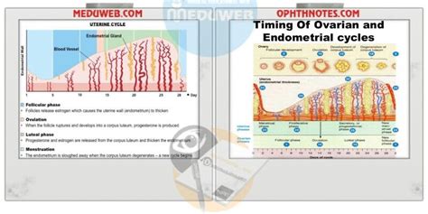 Endometrial cycle - Meduweb | Ovarian follicle, Human chorionic gonadotropin, Cervical mucus