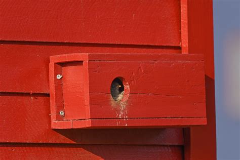 Snow Bunting nest box | Nest boxes are very popular in Brita… | Flickr