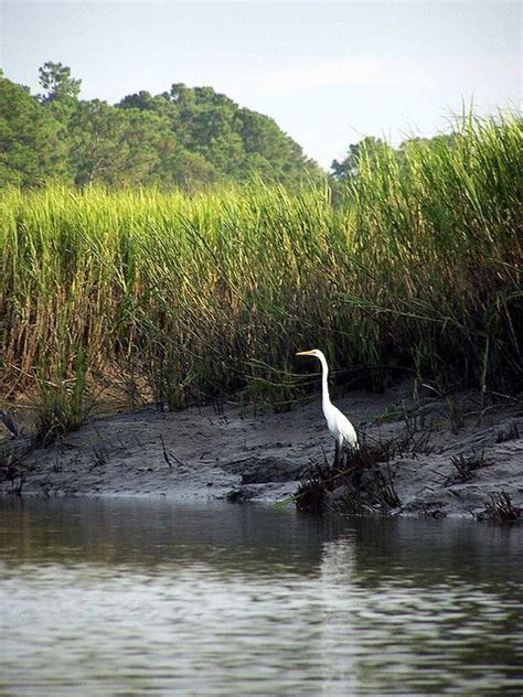 Marshes & Wetlands of The Lowcountry – Palmera Vacation Club – Our Blog