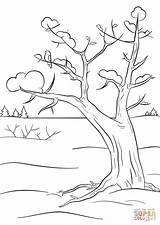 Winter Tree coloring Page  Free Printable Coloring Pages sketch template