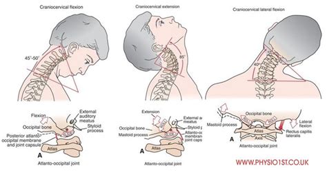 Head and Neck Anatomy: Atlanto-occipital Joint