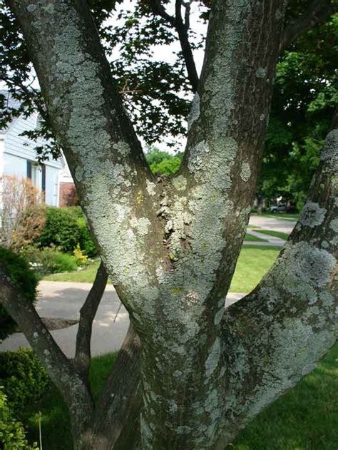 Japanese Maple - Question regarding moss on bark and cracked bark