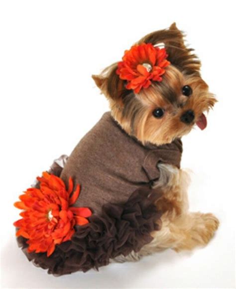 #yorkie #yorkie clothing Yorkies, Yorkie Dogs, Yorkie Clothes, Cute Dog ...