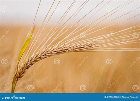 Barley Plant in Agricultural Field Stock Photo - Image of summer, farm ...