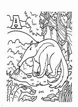 30  Anteater Coloring Pages Free Printable PDF JPG PNG & Online sketch template
