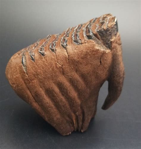 Woolly Mammoth molar - Mammuthus primigenius - size : 9 x 10 x 5 cm weight : 450 g - Catawiki