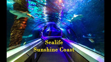 SEALIFE Sunshine Coast Aquarium - YouTube