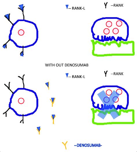 Mechanism of action of denosumab | Download Scientific Diagram