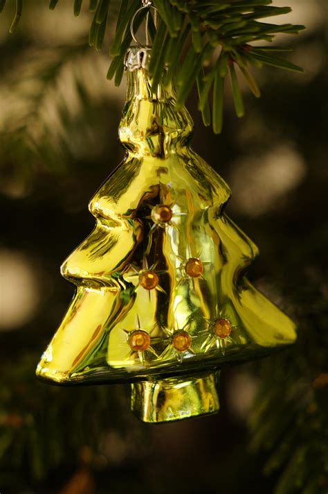 Free Images : flower, green, shine, yellow, fir, lighting, christmas ...