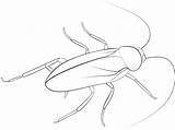 Cockroach 2 sketch template
