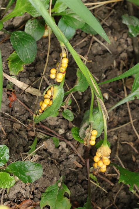 Iris foetidissima seeds