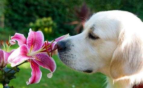 20 Adorable Pictures of Animals Smelling Flowers | Animals, Cute baby animals, Cute animals